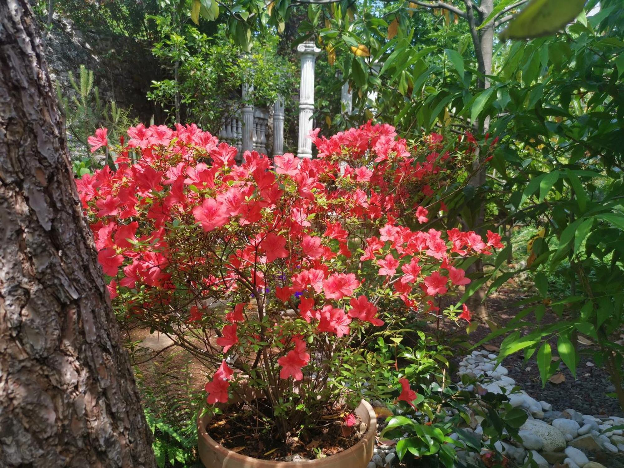 Ginko House Apartment โอปาติยา ภายนอก รูปภาพ