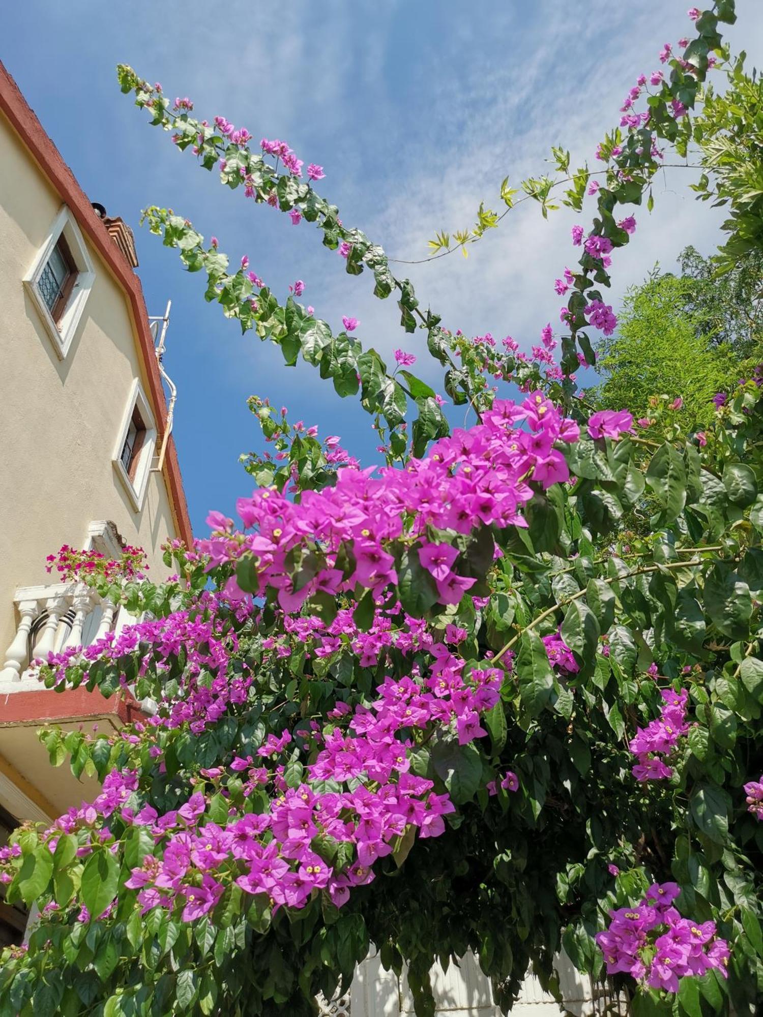 Ginko House Apartment โอปาติยา ภายนอก รูปภาพ